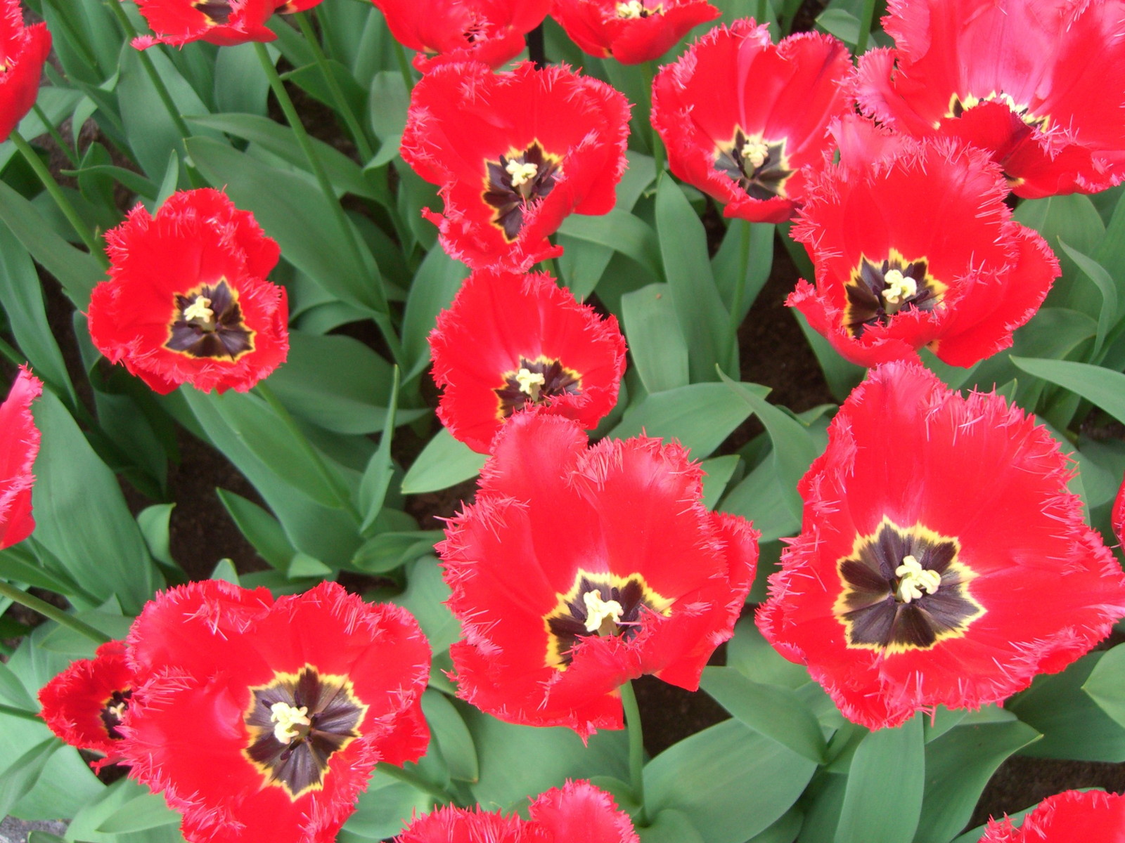 Netherlands Keukenhof